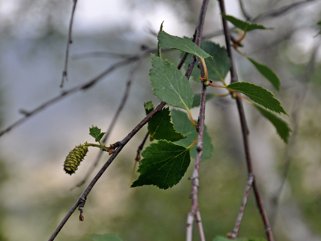 Изображение особи Betula czerepanovii.