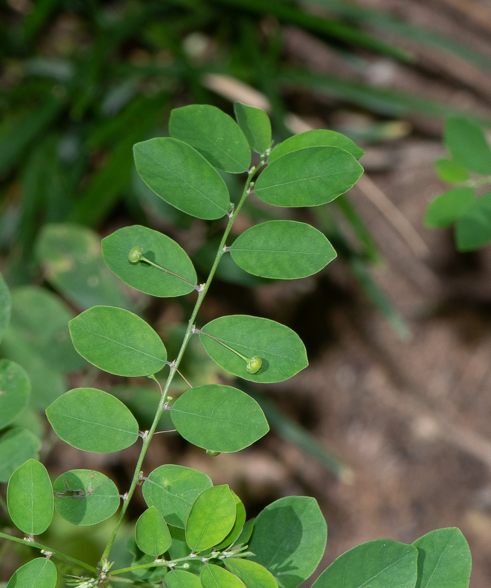 Изображение особи Phyllanthus rotundifolius.