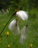 Eriophorum angustifolium