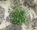 Scrophularia rupestris. Вегетирующее растение. Дагестан, Дербент, цитадель Нарын-Кала, каменная стена. 7 июня 2019 г.