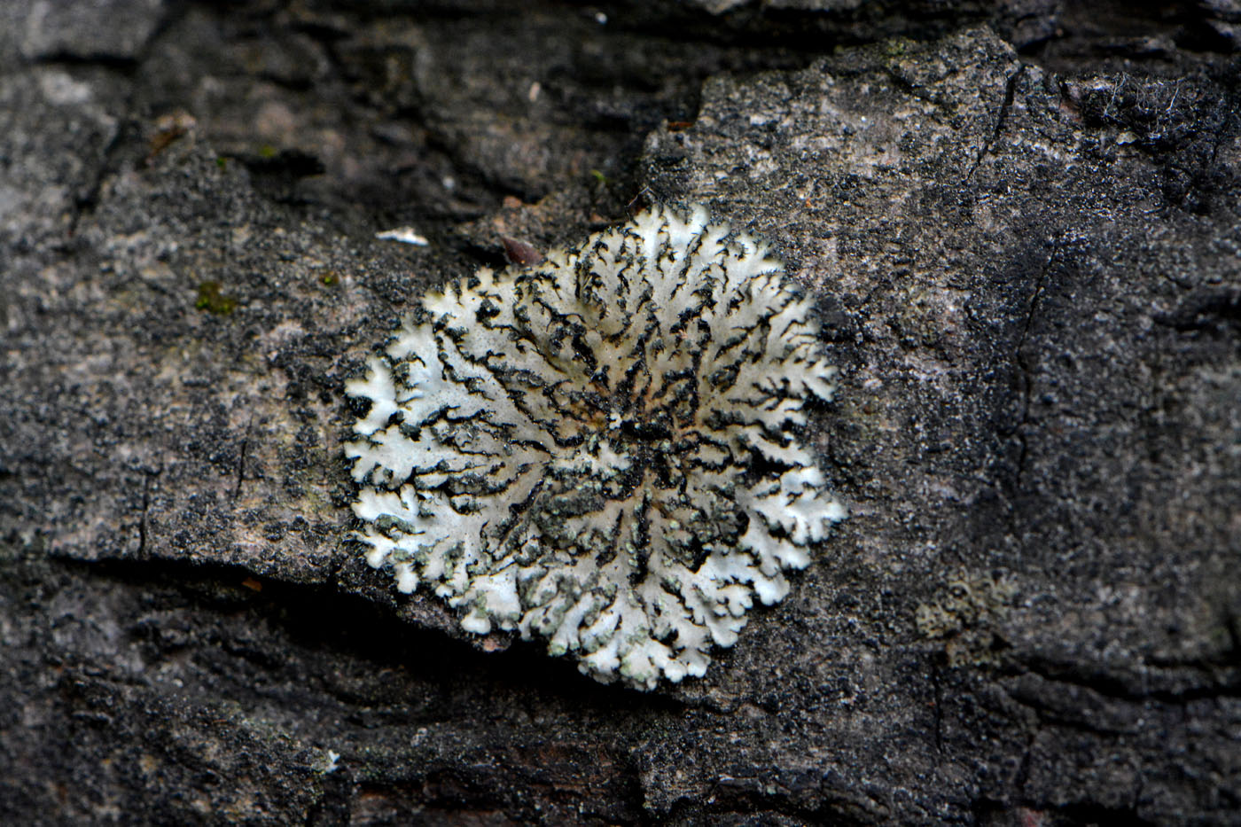 Изображение особи Phaeophyscia orbicularis.