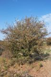 Crataegus turkestanica. Плодоносящее дерево. Узбекистан, Ташкентская обл., зап. отр. Чаткальского хр., гора Кунгирбука, глинистый склон. 23.09.2014.