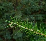 Erica arborea