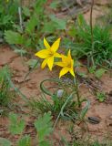 Tulipa biebersteiniana