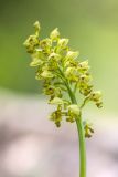 Orchis punctulata