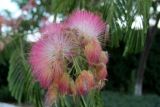 Albizia julibrissin