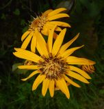 Ligularia dentata