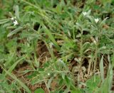 Buglossoides arvensis. Цветущее растение на лугу. Азербайджан, Лерикский р-н. 12.04.2010.
