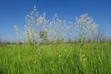 Lepidium latifolium