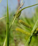 Carex pseudocyperus. Верхушка побега с соплодиями и улитками. Пермский край, Кунгурский р-н, Ленское сельское поселение, окр. дер. Веслянка, дол. р. Ирень, галечный берег, у воды. 6 августа 2022 г.