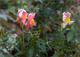 Antirrhinum majus