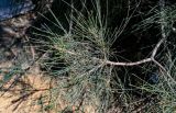 Casuarina equisetifolia