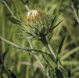 Carlina biebersteinii