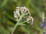 Achillea apiculata. Общее соцветие. Мурманская обл., п-ов Средний, устье р. Выкат, береговой склон, разнотравный луг. 12.07.2023.