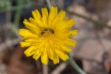Crepis aculeata. Соцветие с сидящей пчелой. Израиль, г. Яффо, около дороги. 30.03.2024.