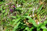 Pulmonaria longifolia