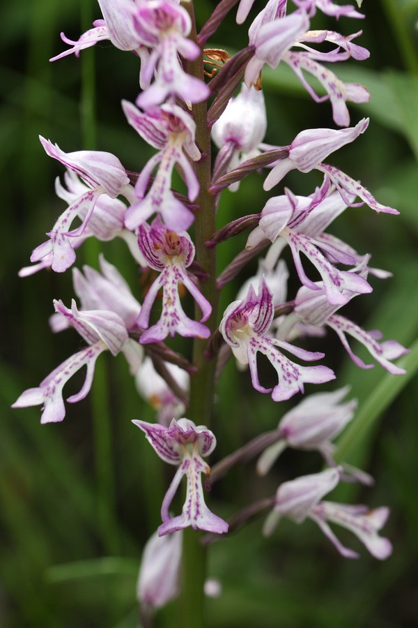 Изображение особи Orchis militaris.