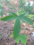 Althaea narbonensis