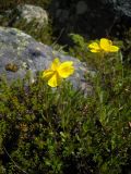 Helianthemum ovatum. Цветущее растение в зарослях Empetrum caucasicum. Кабардино-Балкария, долина р. Кала-кулак, урочище Джилы-Су, 2400 м н.у.м. 22.07.2012.