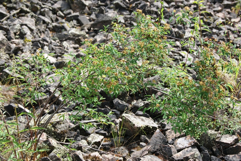 Image of Spiraea flexuosa specimen.