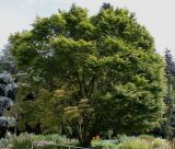 Acer japonicum. Старое дерево. Германия, г. Krefeld, в ботаническом саду. 31.07.2012.