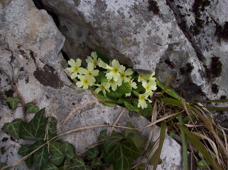 Изображение особи Primula vulgaris.