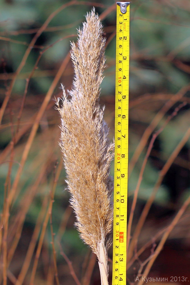 Изображение особи Phragmites altissimus.