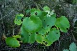 Saxifraga serotina