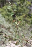 Cotoneaster suavis