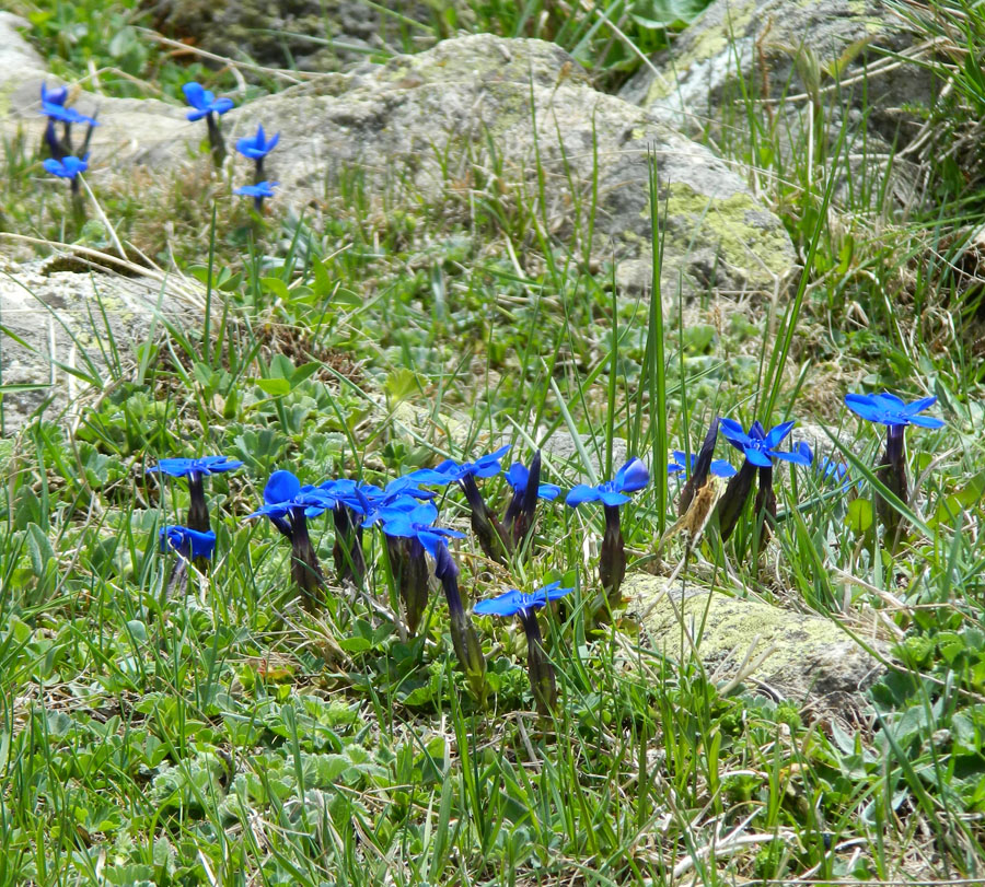 Изображение особи Gentiana angulosa.