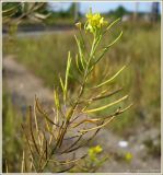 Sisymbrium loeselii. Верхушка плодоносящего растения. Чувашия, окр. г. Шумерля, обочина дороги к хлебозаводу. 2 сентября 2009 г.