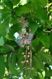 Barringtonia racemosa. Часть ветви с соцветиями. Андаманские острова, остров Нил, в поселке. 04.01.2015.