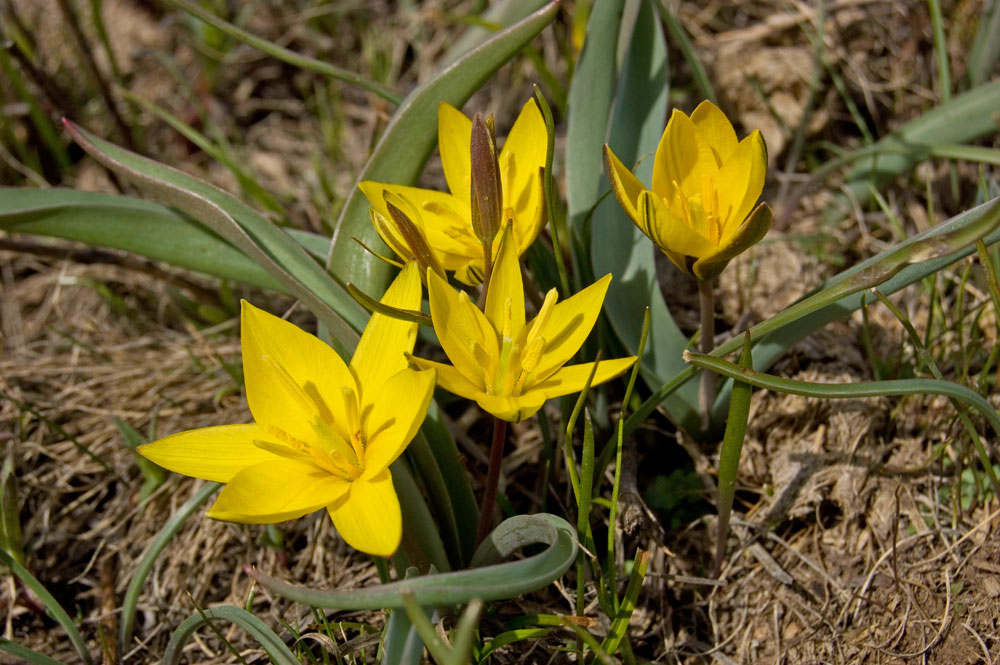 Изображение особи Tulipa dasystemon.