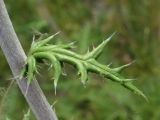 Echinops ruthenicus. Лист. Курская обл., Горшеченский р-н, окр. дер. Кунье, степь на склоне балки. 06.07.2014.