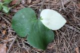 Hepatica nobilis