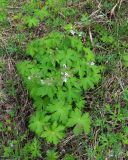 Geranium krylovii. Цветущее растение. Коми, г. Печора, опушка березняка в конце ул. Социалистической. 03.06.2016.