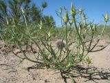 Epilasia hemilasia. Плодоносящее растение. Казахстан, пустыня в окр. ю-з. угла оз. Балхаш. 20 мая 2016 г.
