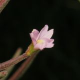 Epilobium palustre