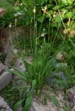 Plantago lanceolata