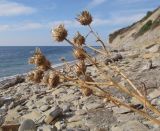 Centaurea salonitana. Верхушка засыхающего плодоносящего растения. Краснодарский край, м/о Анапа, окр. с. Варваровка, подошва приморского склона, у выхода на пляж русла временного водотока. 05.11.2016.