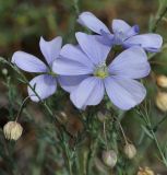 Linum hirsutum ssp. spathulatum