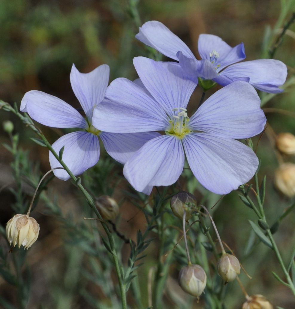 Изображение особи Linum hirsutum ssp. spathulatum.