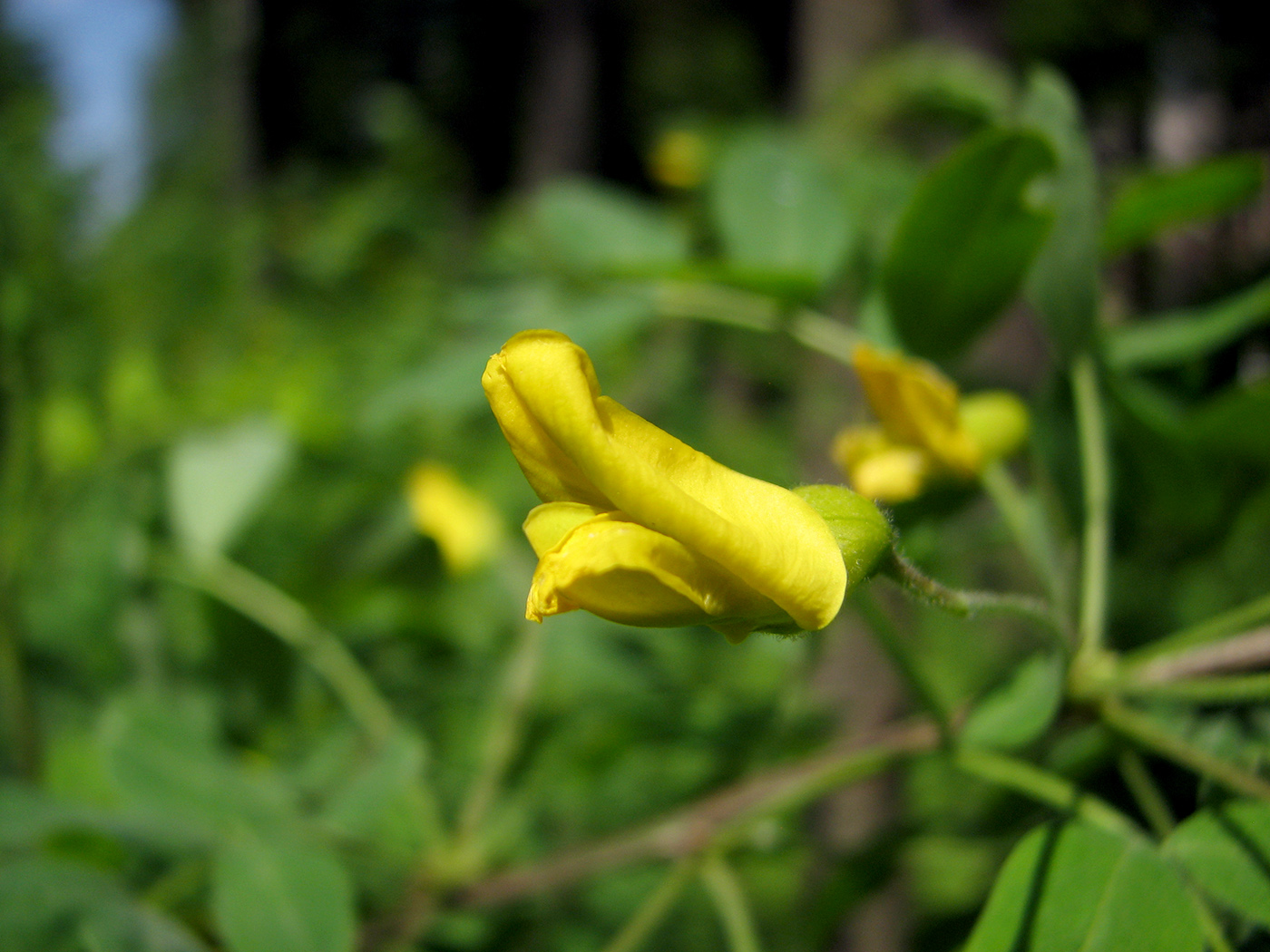 Изображение особи Caragana arborescens.