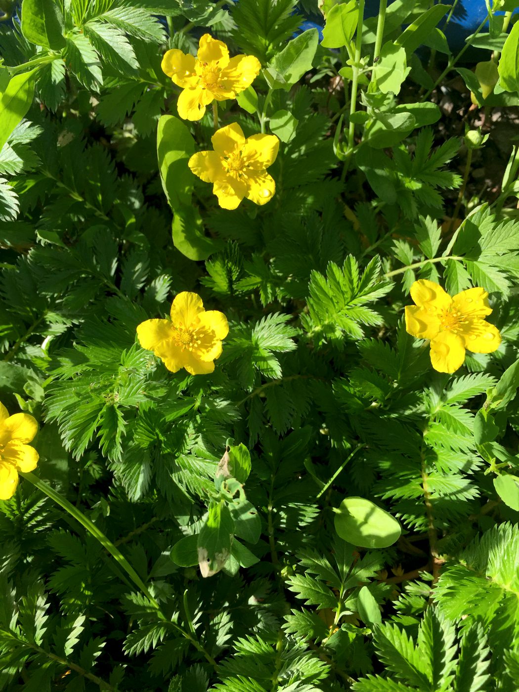 Изображение особи Potentilla anserina.