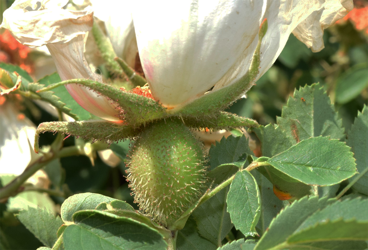 Image of Rosa fedtschenkoana specimen.