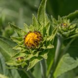 Inula helenium