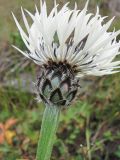 Centaurea cheiranthifolia. Верхушка побега с соцветием. Кабардино-Балкария, Эльбрусский р-н, долина р. Юсеньги, ок. 2400 м н.у.м., субальпийский луг. 25.08.2017.