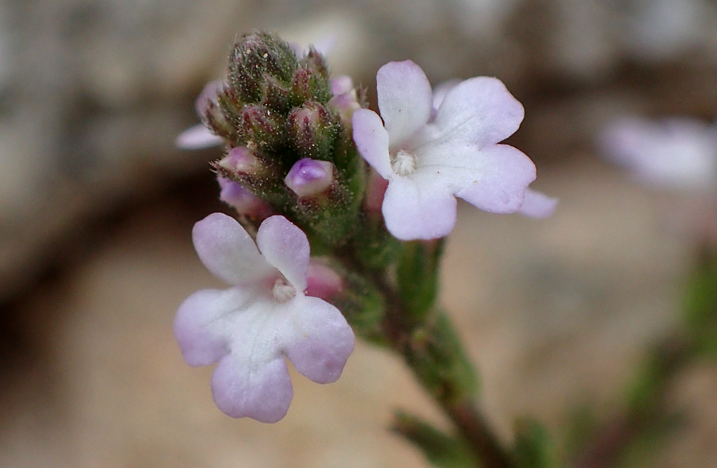 Изображение особи Verbena officinalis.