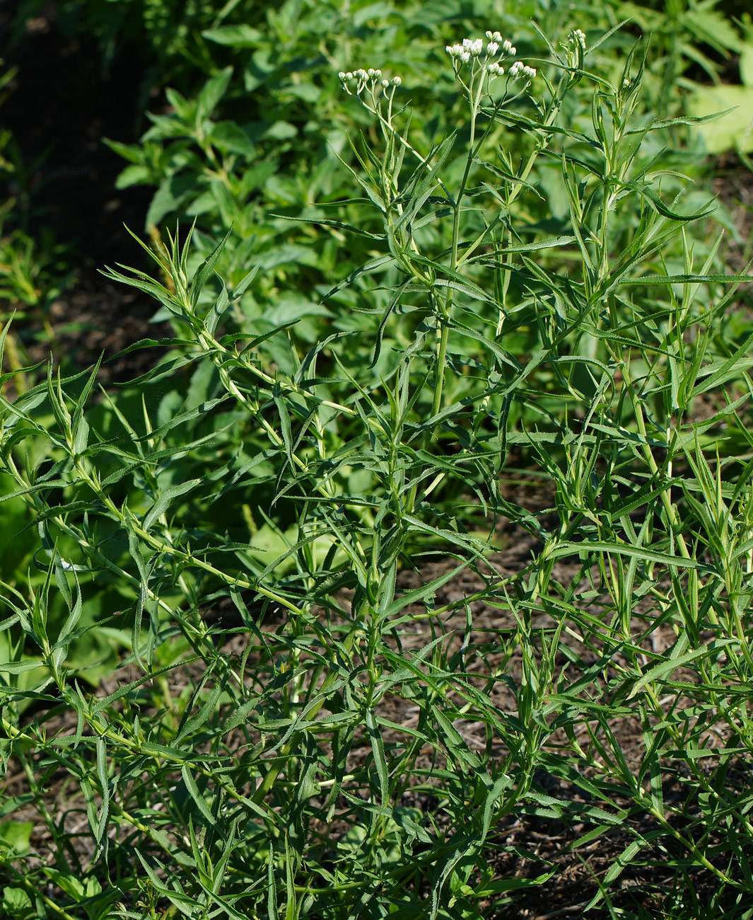 Изображение особи Achillea cartilaginea.