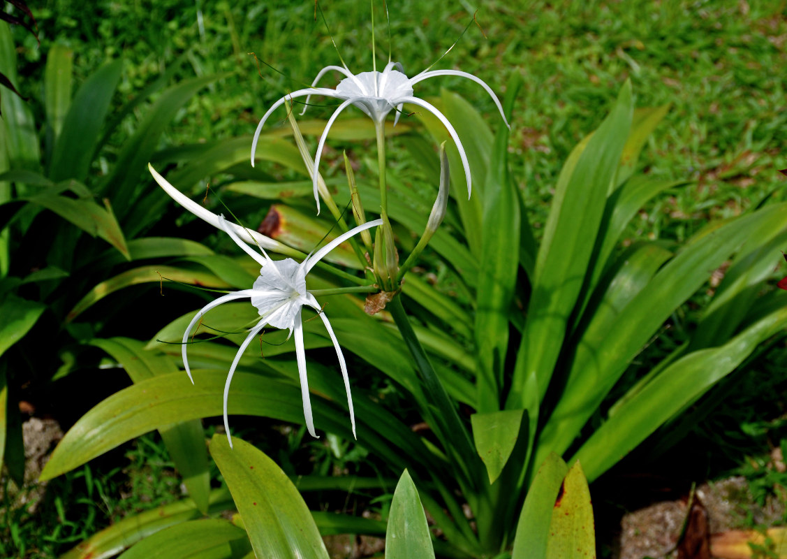 Изображение особи Hymenocallis speciosa.